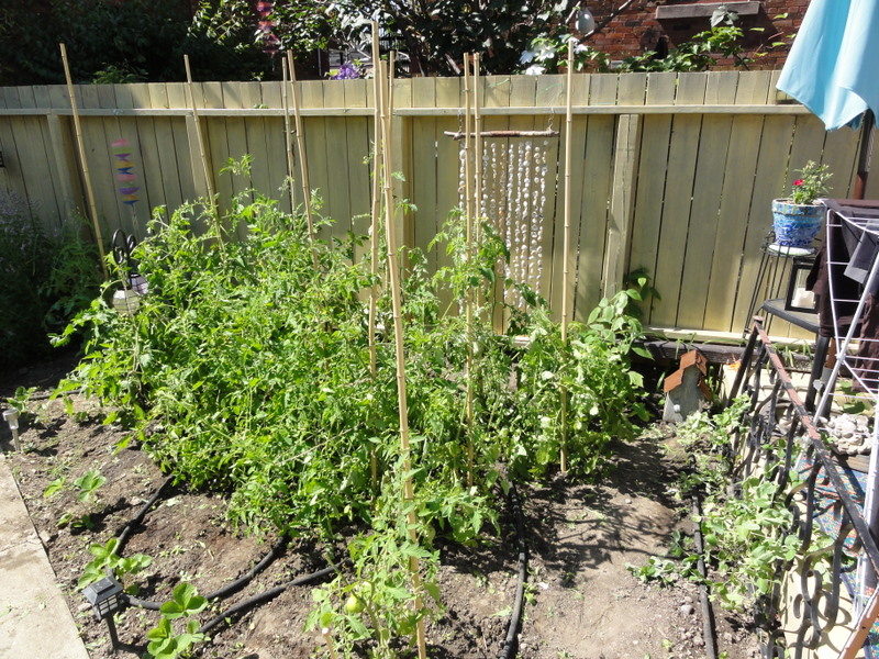 Tomato Garden