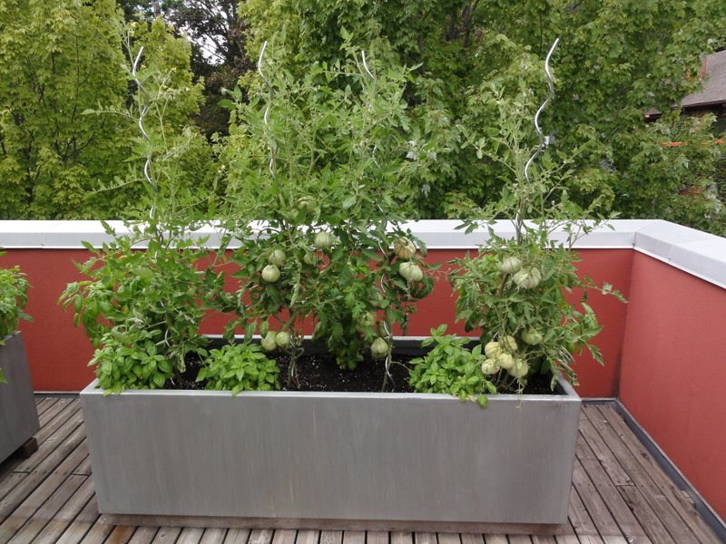 Tomato Container Garden