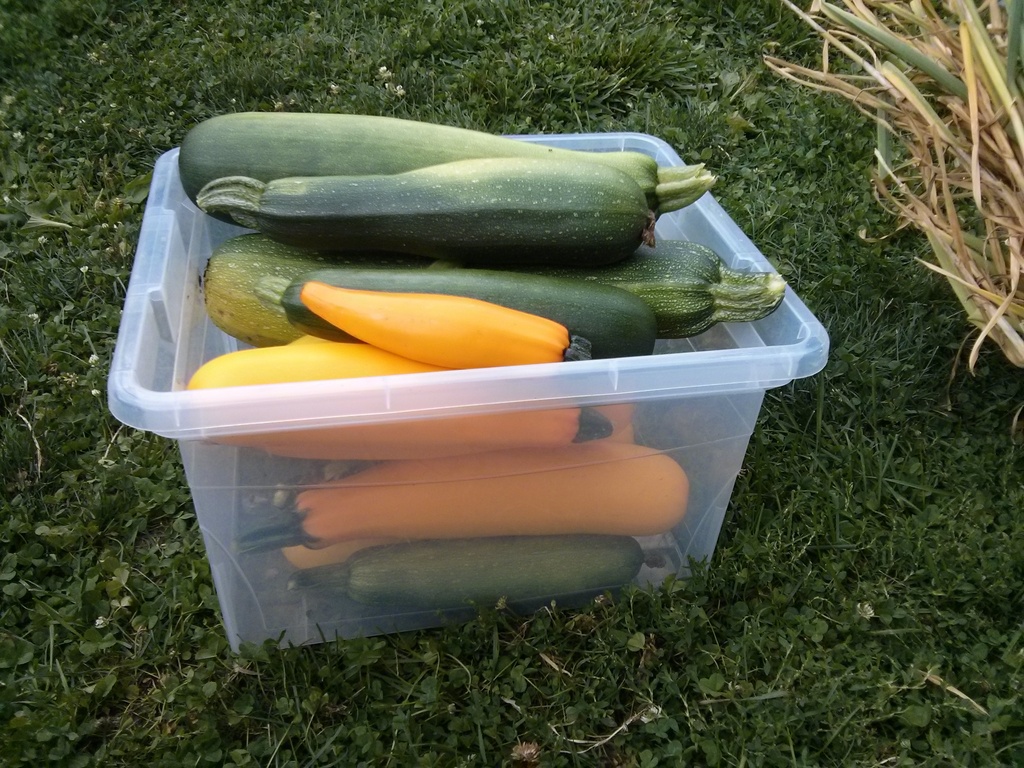 basket of zucchini