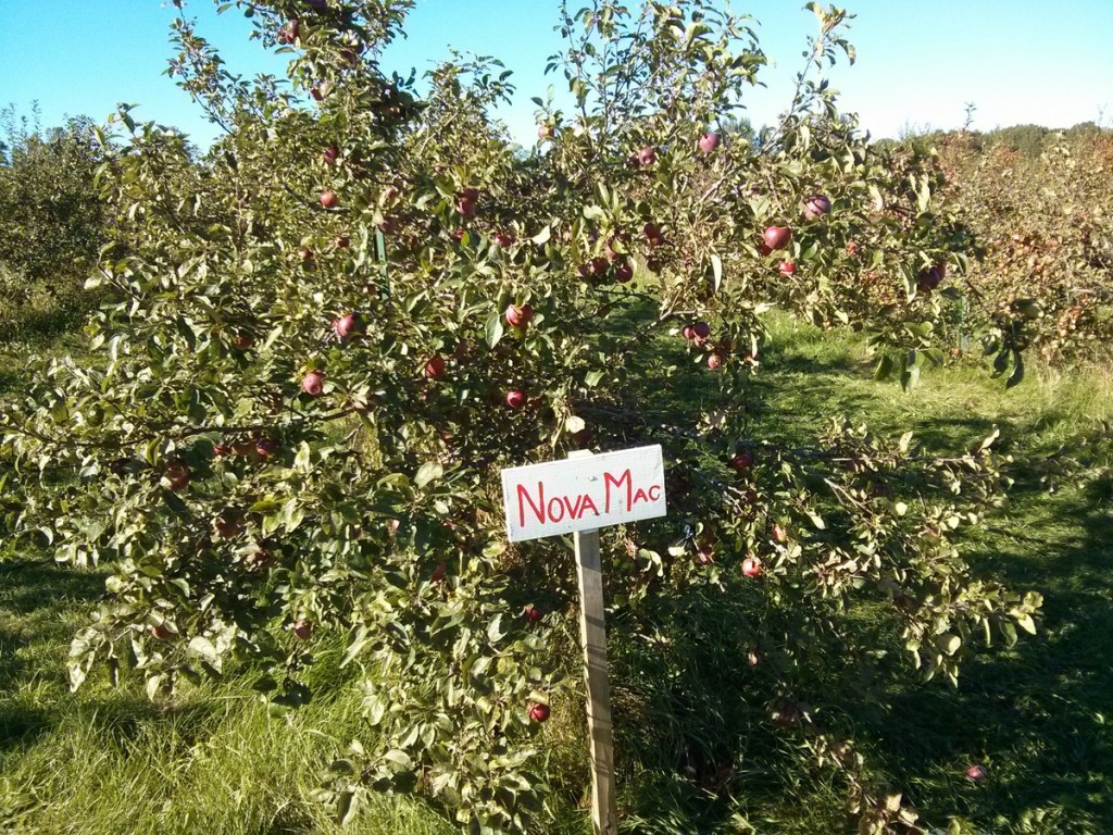 Young Urban Farmers Tip 227 Hybrid Fruit Trees Young Urban Farmers