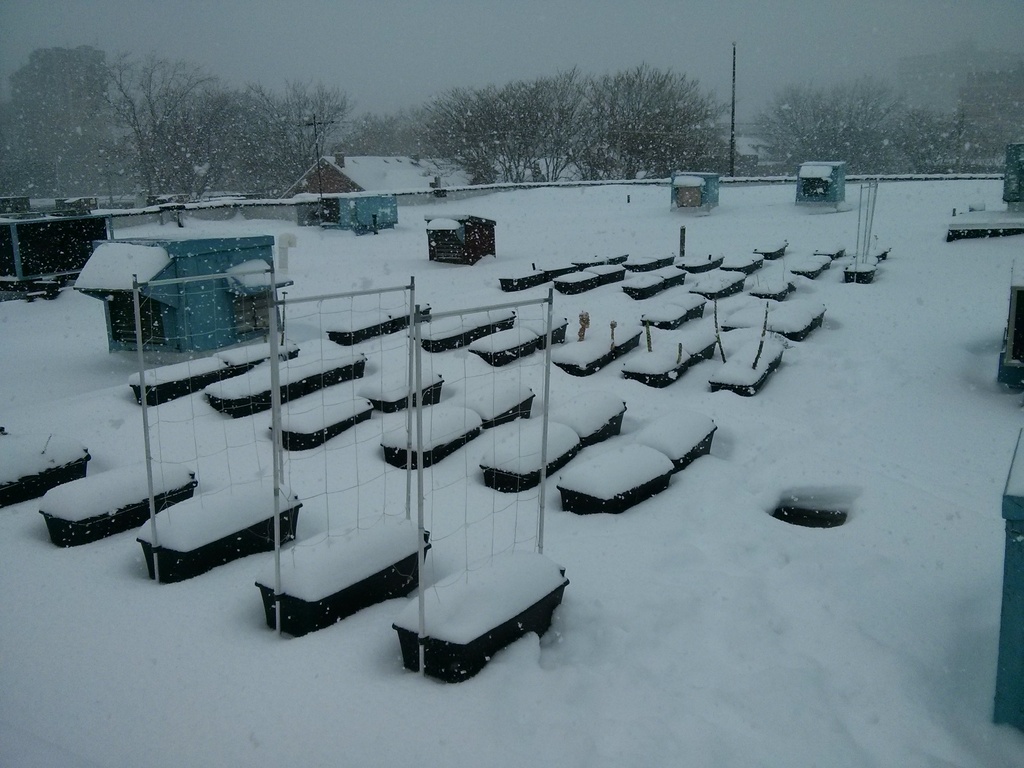 Earthboxes in snow