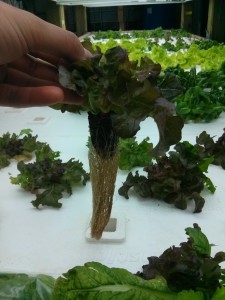 aquaponic lettuce with a nice thick root system