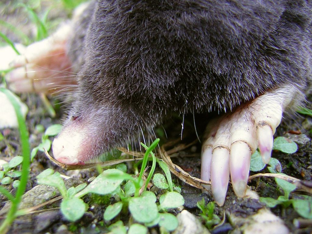garden mole