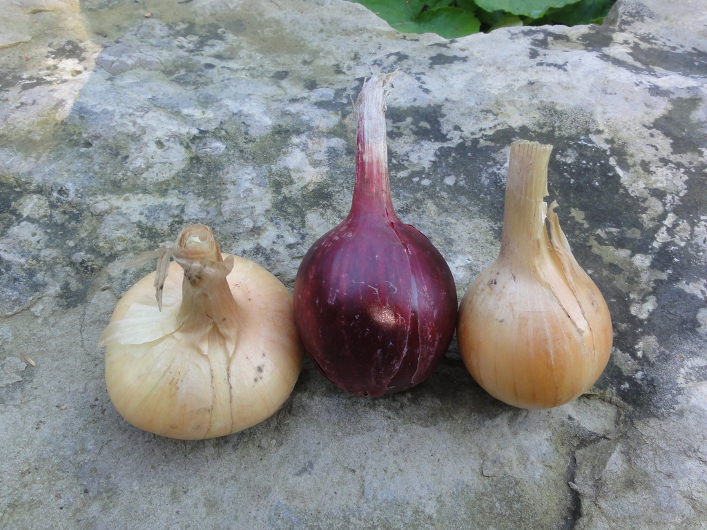 red marble, cippolini, yellow onions