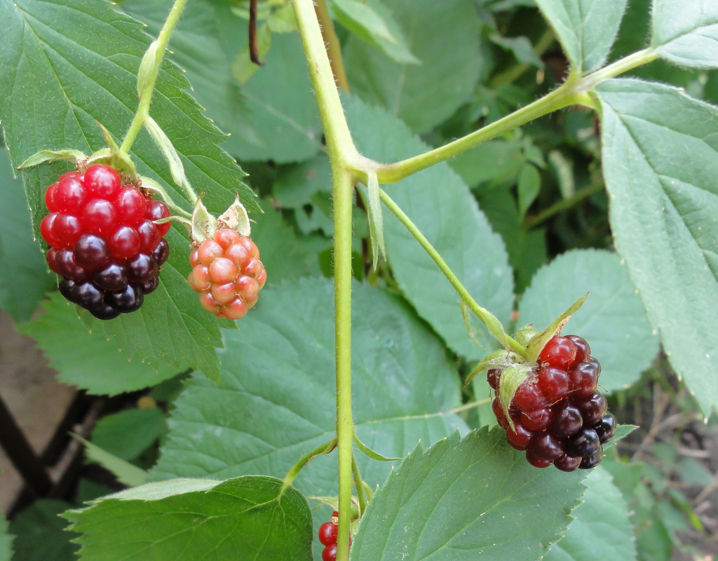 Blackberries ripening 1