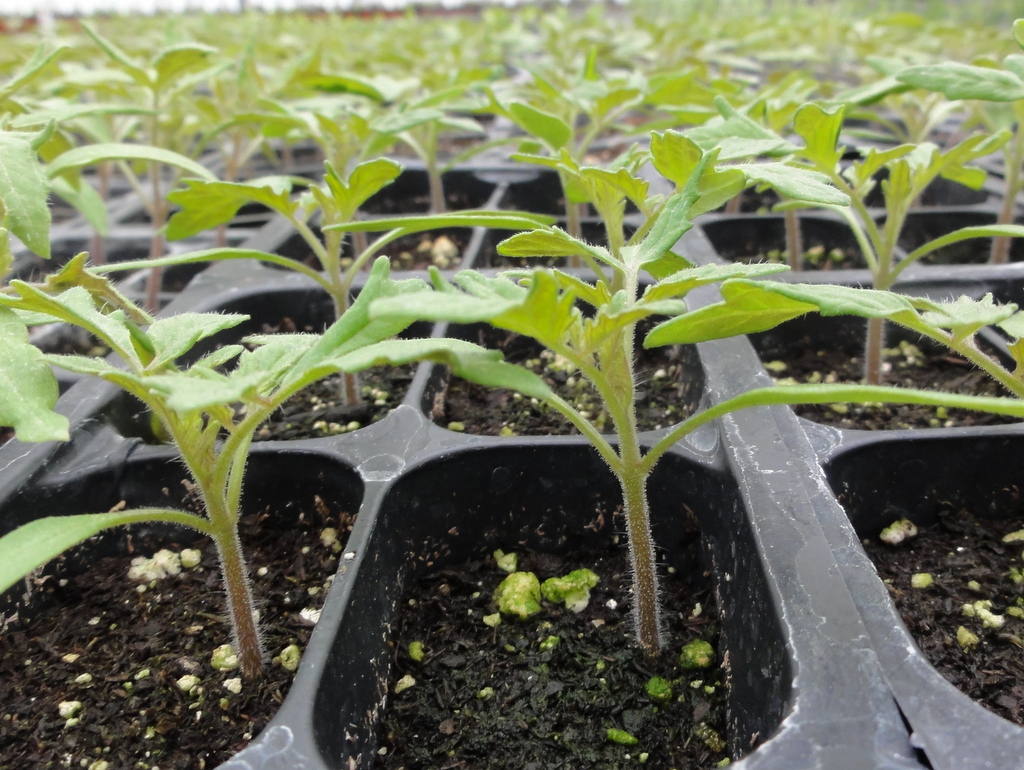 tomato seedlings greenhouse