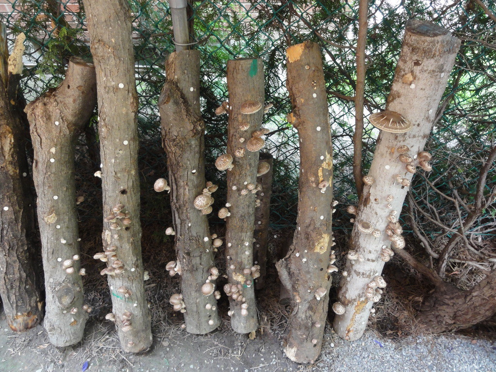 shiitake logs fruiting