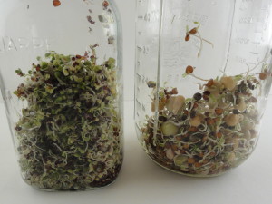 sprouting in a mason jar