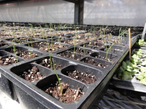 leek seedlings