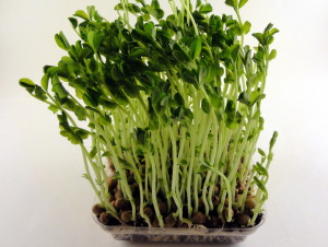 microgreen pea shoots