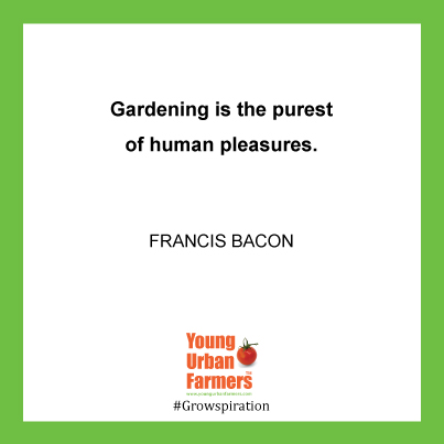 "Gardening is the purest of human pleasures." - Francis Bacon