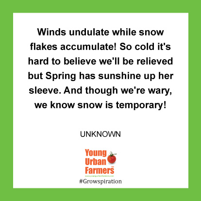 Winds undulate while snow flakes accumulate! So cold it's hard to believe we'll be relieved but Spring has sunshine up her sleeve. And though we're wary, we know snow is temporary! - Unknown