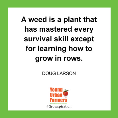 A weed is a plant that has mastered every survival skill except for learning how to grow in rows. -Doug Larson