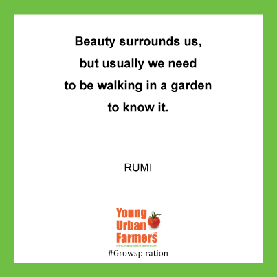 Beauty surrounds us, but usually we need to be walking in a garden to know it - Rumi