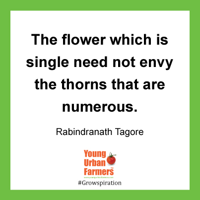 The flower which is single need not envy the thorns that are numerous. Rabindranath Tagore
