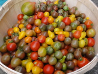 mixed tomatoes