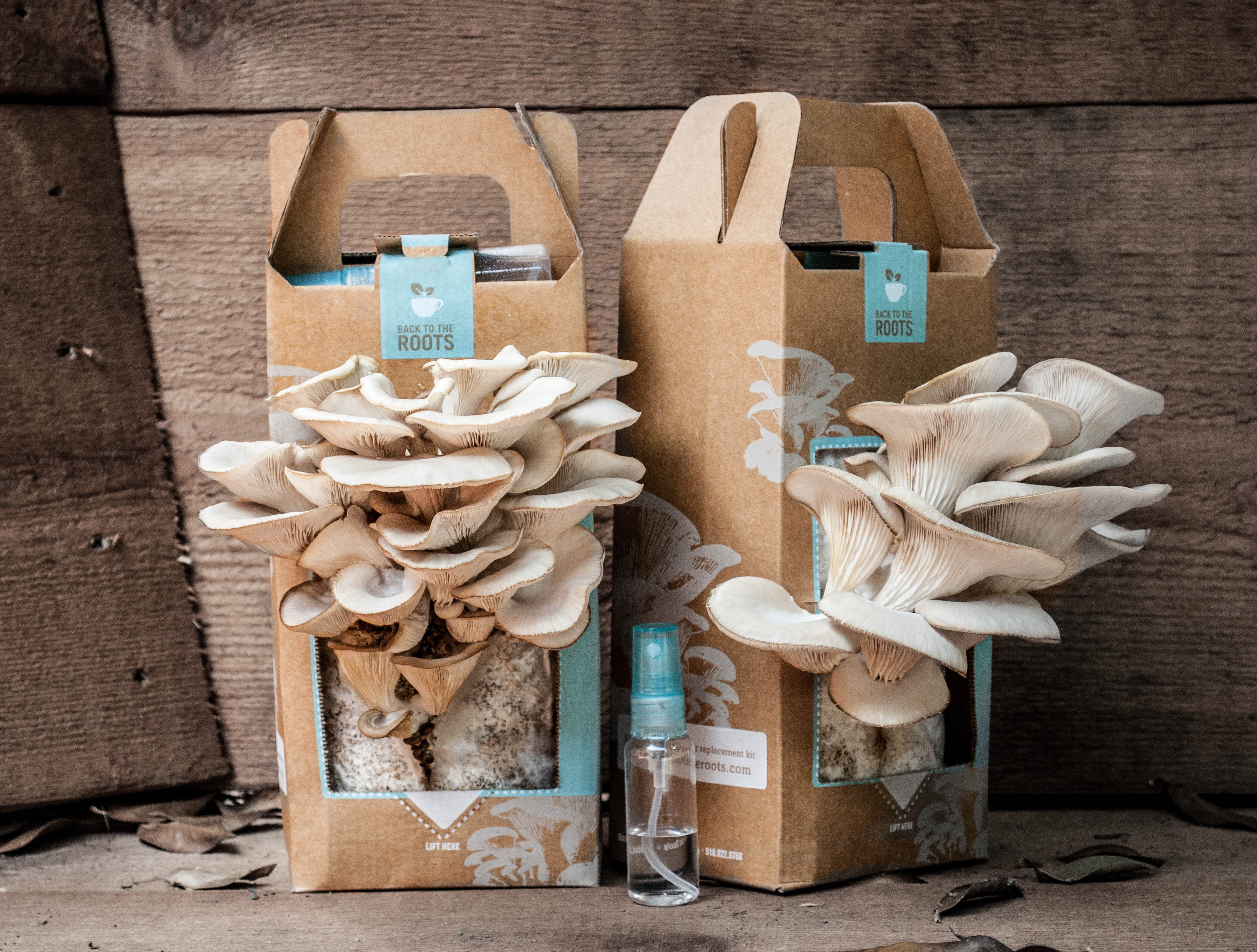 Back to the Roots Oyster Mushroom Kit Dual Fruiting Lifestyle