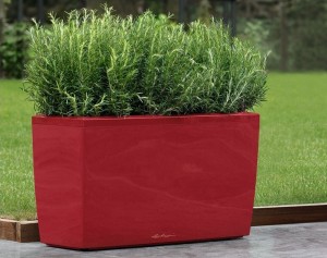Red Cararo Planter with Rosemary
